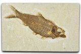 Detailed Fossil Fish (Knightia) - Wyoming #340773-1